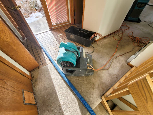 Best Mold removal after water damage  in Villa Ridge, MO
